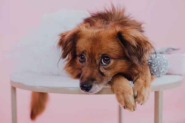 Perro Rojo Vestido Con Ojos Grandes —  Fotos de Stock