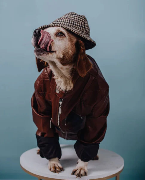 Perro Con Chaqueta Sombrero Con Lengua —  Fotos de Stock