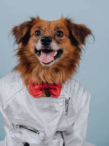 Roter Hund Hemd Lächelt — Stockfoto