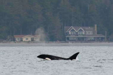 Geçici Orca T099, Bella, Penn Cove Whidbey Adası 'nda seyahat ediyor.