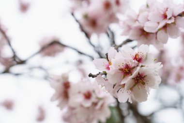 Quinta De Los Molinos 'taki bir badem çiçeğinin Macro fotoğrafı, Madrid, MD, İspanya