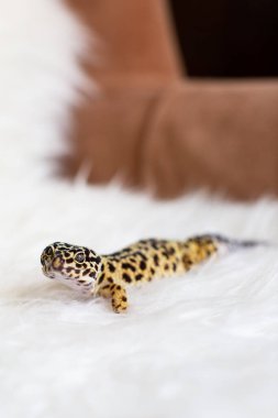 Beyaz Battaniyede Bir Leopar Gecko 'nun Dikey Çekimi
