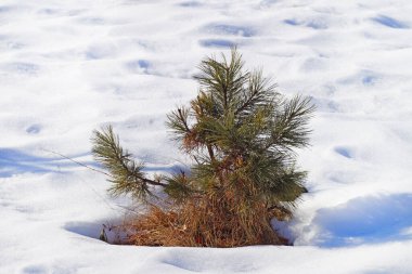 Ormandaki bir açıklıkta çözülmüş bir halde küçük bir çam ağacı.