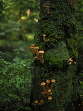 Ormandaki ağaçtaki ballı mantarlar
