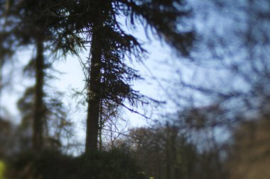 Halk Korku Ağacı, Ellary, Argyll ve Bute 'de Eğik Mercekle Vuruldu