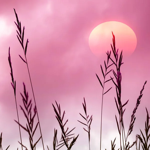Φυτό Σιλουέτα Ένα Όμορφο Ηλιοβασίλεμα — Φωτογραφία Αρχείου
