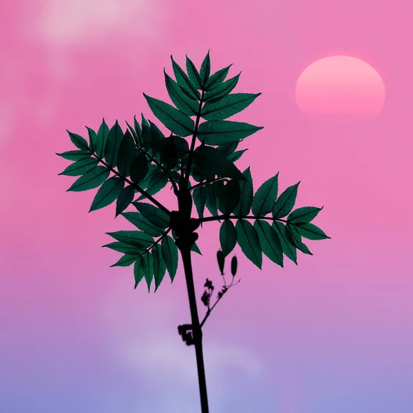 Pflanzensilhouette Mit Einem Schönen Sonnenuntergang — Stockfoto