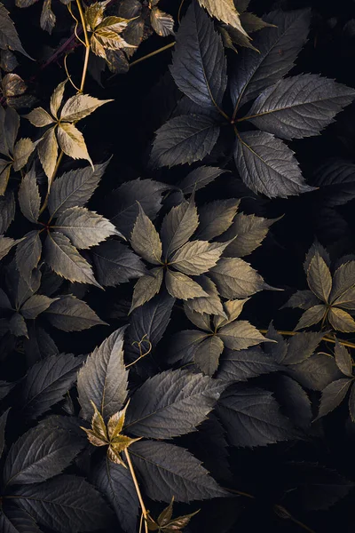 Modré Zelené Listy Rostlin Podzimním Období — Stock fotografie