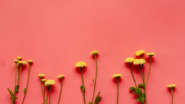 Inyección Aérea Flores Amarillas Sobre Fondo Rosa Brillante — Foto de Stock