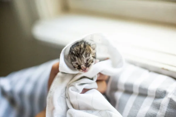 Neonatale Tabby Kitten Fasciato Una Coperta Bianca — Foto Stock