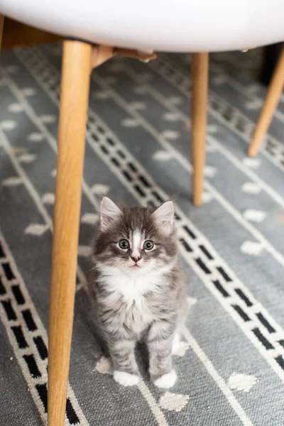 복슬복슬 고양이가 개미집에 — 스톡 사진