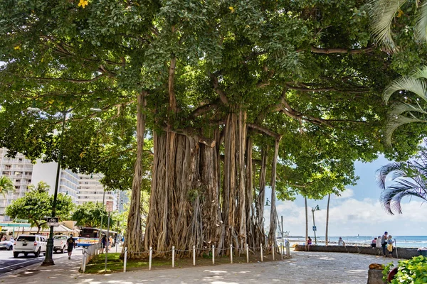 ワイキキビーチのカラカウア通り沿いのガジュマルの木 — ストック写真