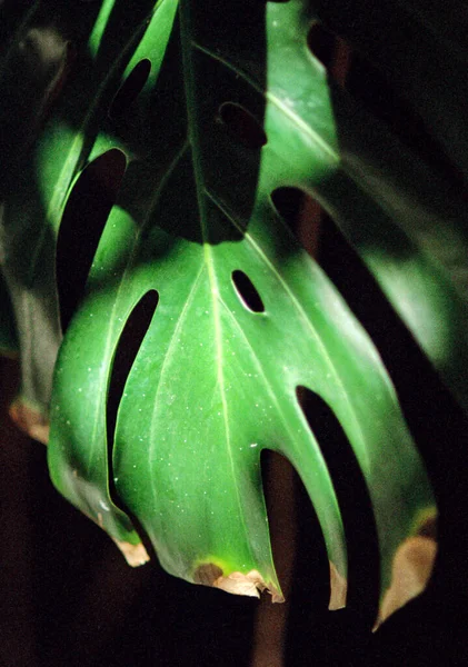 Grande Folha Verde Monstera Deliciosa Jardim Lanzarote — Fotografia de Stock