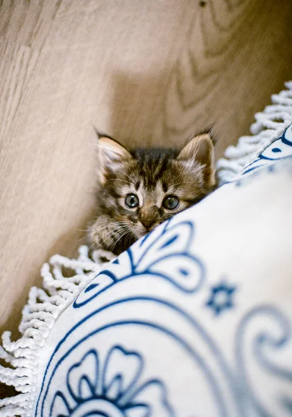 Bonito Bebê Gato Escondido Sob Cobertor Casa Taiti — Fotografia de Stock