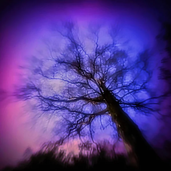 Folk Horror Aesthetic Tree Shot Con Lente Estenopeica —  Fotos de Stock