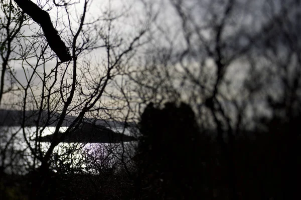 Folk Horror Tree Colpo Estetico Loch Caolisport — Foto Stock