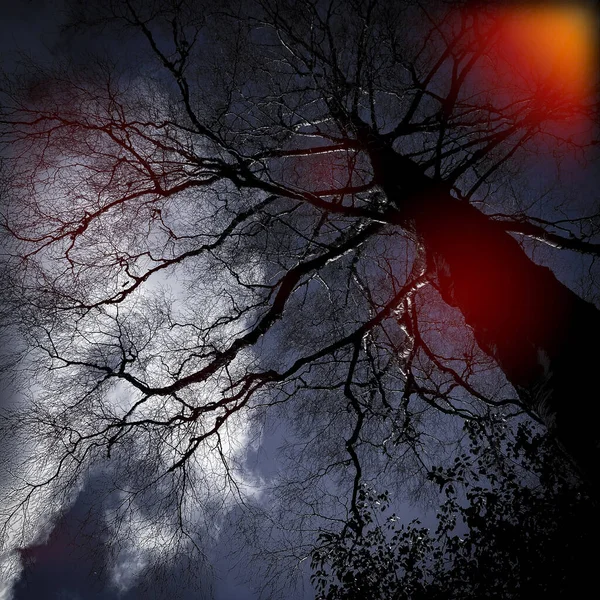Folk Horror Winter Tree Shot Darroch Park Gourock Escócia — Fotografia de Stock