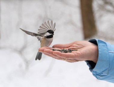 Chickadee bird with outstretched wings landing on hand holdingseeds. clipart