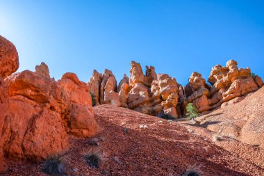 Kızıl Kanyon 'un yürüyen patikasından destansı orman manzarası