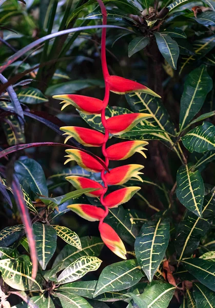 Close Bela Flor Heliconia Vermelha Amarela Flor — Fotografia de Stock