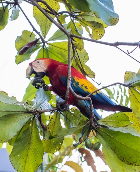 Gros Plan Oiseau Aras Écarlate Mangeant Des Fruits Dans Arbre — Photo