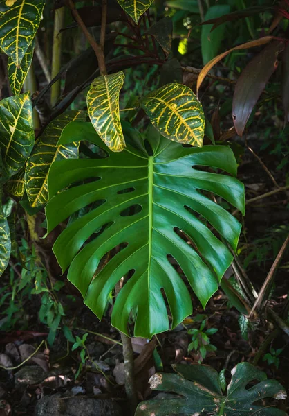 Zblízka Velké Zelené Monstera List Rostoucí Džungli — Stock fotografie