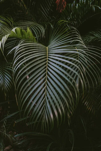 Primer Plano Hojas Frondosas Palma Verde Tropical Selva — Foto de Stock