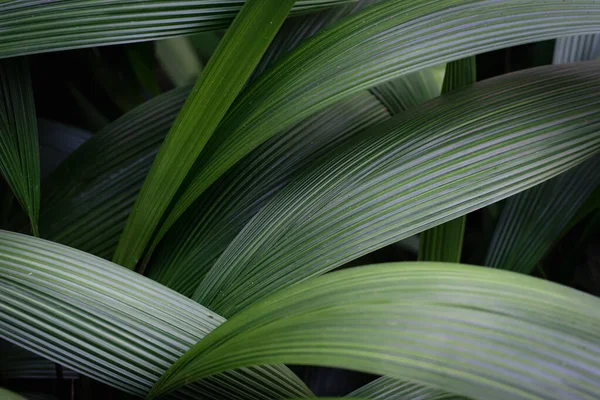 Close Van Vele Overlappende Tropische Groene Bladeren Jungle — Stockfoto