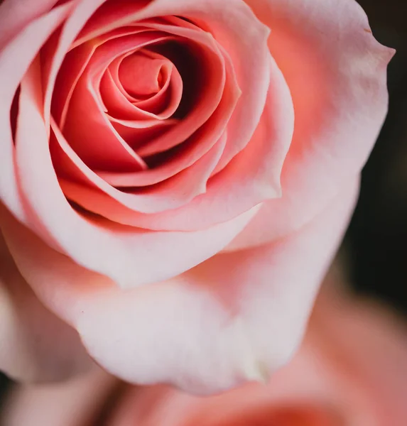 Feche Pétalas Rosa Suaves Uma Flor Rosa Flor — Fotografia de Stock