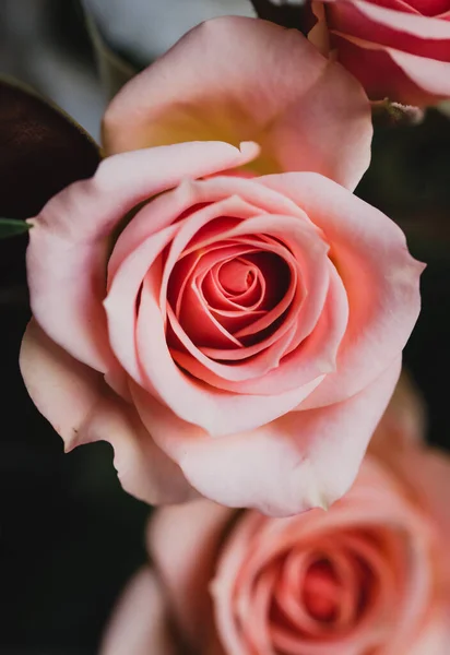 開花中のバラの花の柔らかいピンクの花弁の終わり — ストック写真