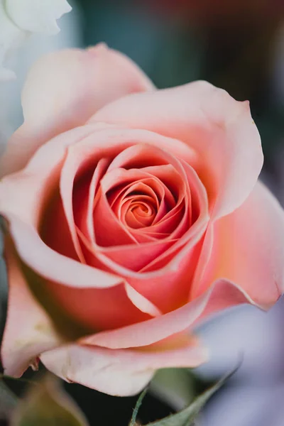 Feche Pétalas Rosa Suaves Uma Flor Rosa Flor — Fotografia de Stock