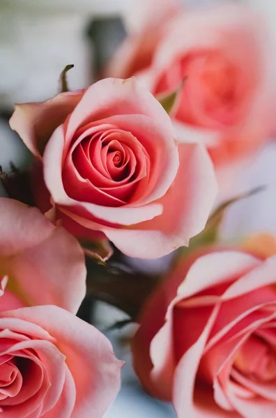 Primer Plano Ramo Rosas Rosadas Suaves Plena Floración — Foto de Stock