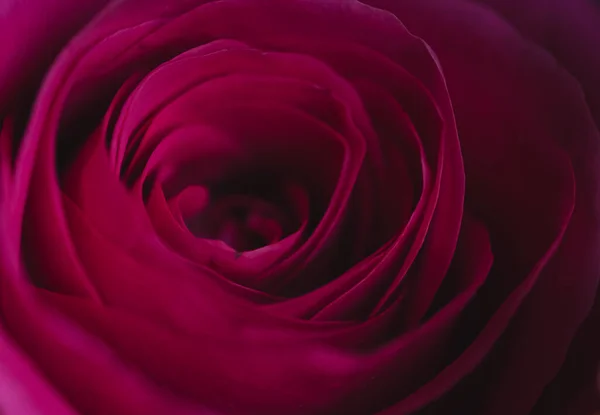 Zbliżenie Miękkie Ciemnoróżowe Płatki Kwiatu Róży Rozkwicie — Zdjęcie stockowe