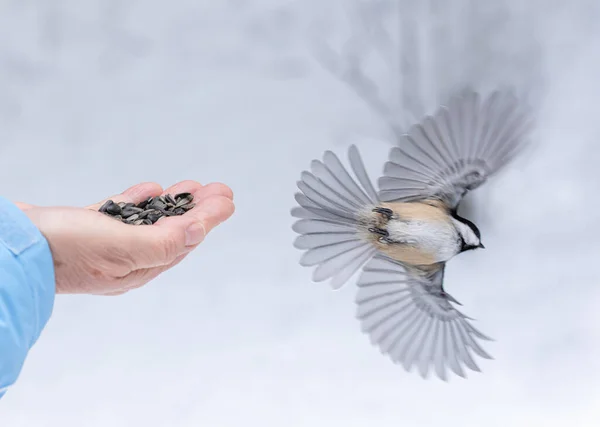 Птица Распростертыми Крыльями Улетающая Руки Семенами — стоковое фото