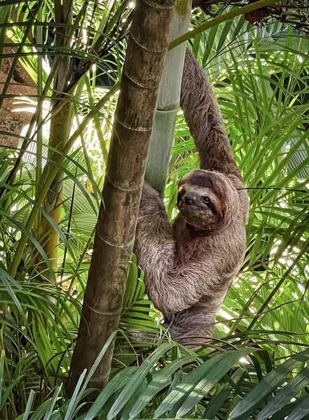Three toed sloth climbing a tree in rainforest of Costa Rica.