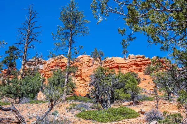 Paisaje Del Bosque Épico Desde Sendero Del Cañón Rojo —  Fotos de Stock