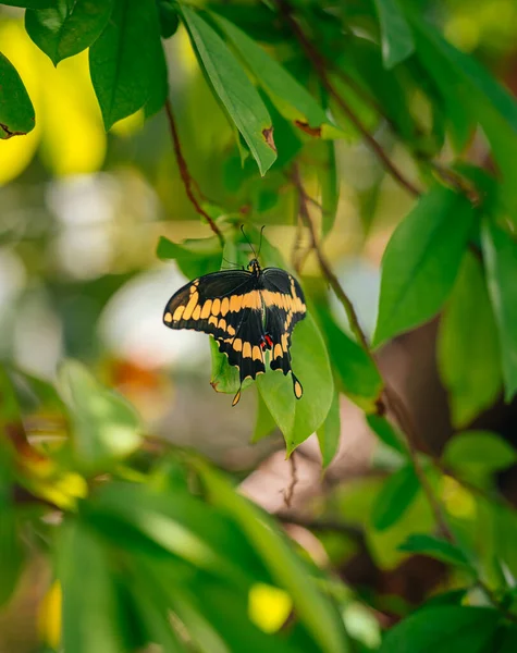 Naturaleza Mariposa Amarillo Negro Color — Foto de Stock