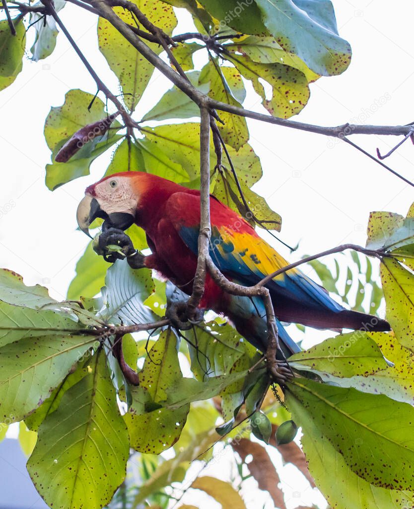 Close up of a scarlet macaw bird eating fruit in a tree.