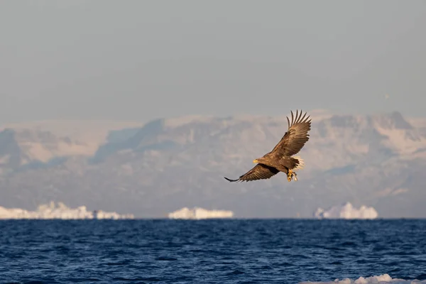 Eagle flying over icebergs with after hunt one fish