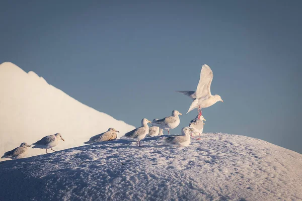 大きな氷の塊の上に鳥が — ストック写真