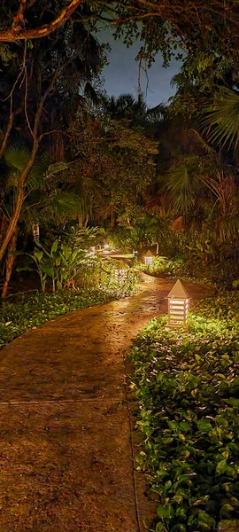Gece Ormanındaki Patika Büyülenmiş Görünüyor — Stok fotoğraf