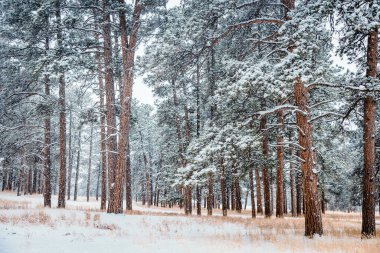 Colorado 'da Düşen Kar Altında Uzun Çam Ağacı Ormanı