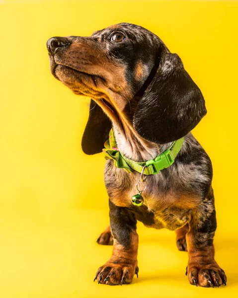 Dachshund Puppy Huisdier Gele Achtergrond — Stockfoto