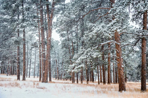Ψηλό Πευκοδάσος Καλυμμένο Στο Χιόνι Που Πέφτει Στο Κολοράντο — Φωτογραφία Αρχείου