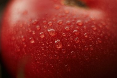 Su damlalı kırmızı domatesin yakın fotoğrafını çek.