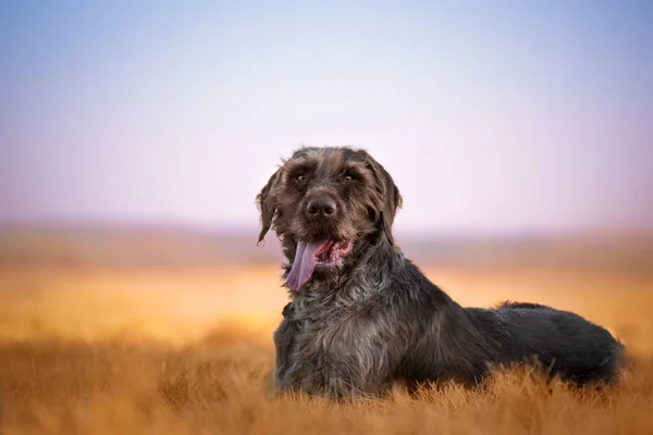 Hunting Dog Slovak National Breed — Stock Photo, Image