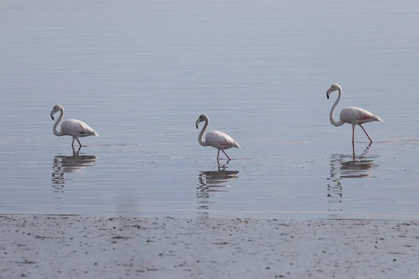 Três Flamingos Procuram Comida Água — Fotografia de Stock