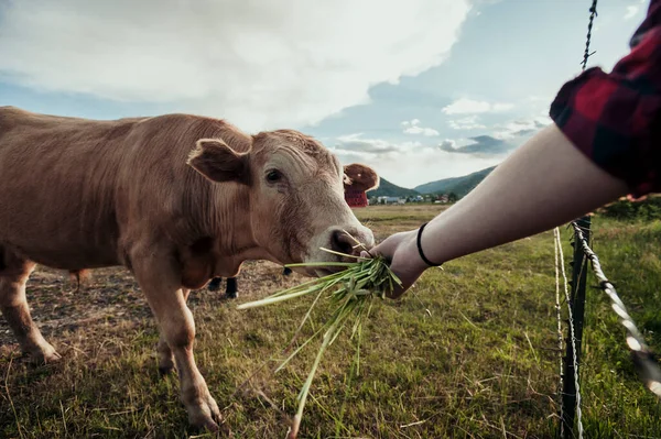 Chica Alimentando Una Vaca Rancho Las Montañas — Foto de Stock