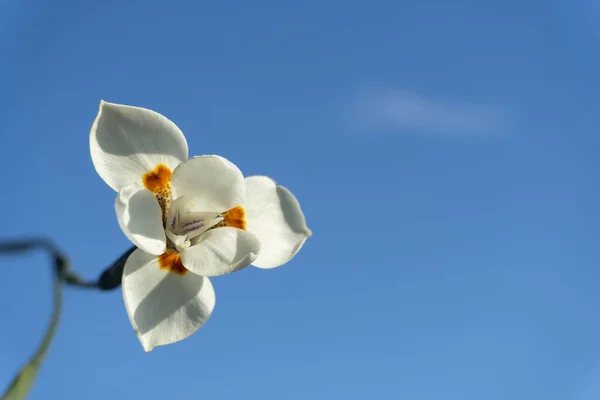 Belle Pour Des Iris Blancs Avec Ciel Arrière Plan — Photo