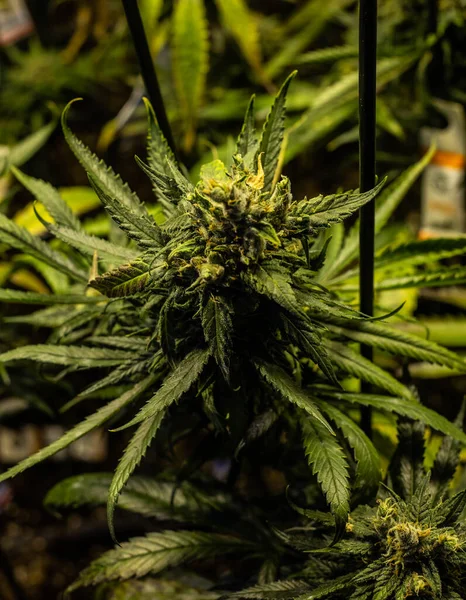 Marihuana Indoor Plantage Mit Amnesie Dunst — Stockfoto
